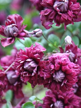 Клематис Пурпуреа Плена Элеганс (Purpurea Plena Elegans)