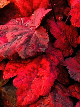 Гейхера Отом лифс (Autumn Leaves)