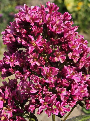Флокс Нейчерел Филингс (Natural Feelings)