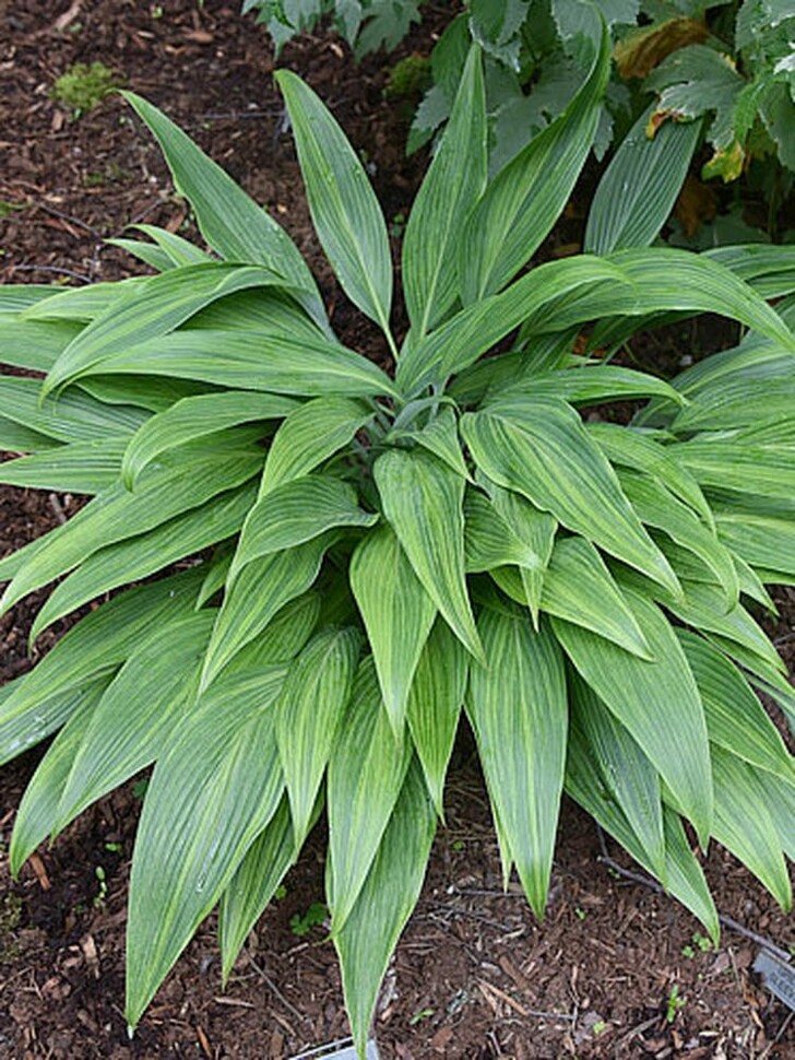 Хоста Хьюга Уражиро (Hyuga Urajiro) [M] купить с доставкой