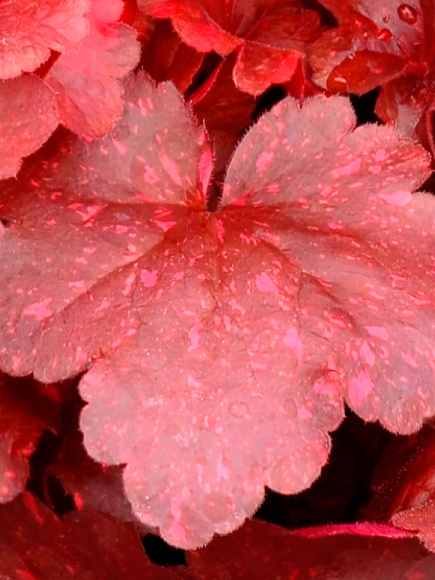 Гейхера Гэлакси (Galaxy) купить с доставкой