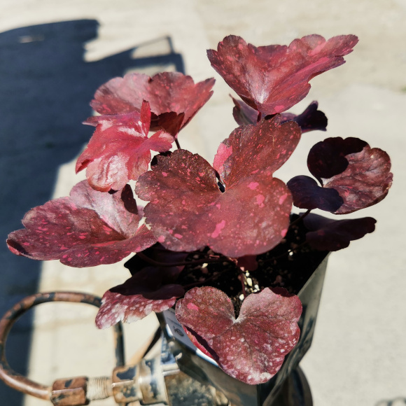 Гейхера Гэлакси (Galaxy) горшок 0,5л.