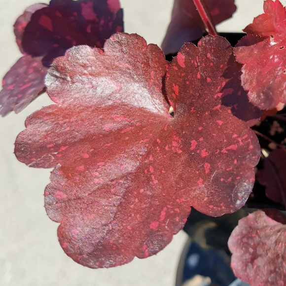 Гейхера Гэлакси (Galaxy) лист