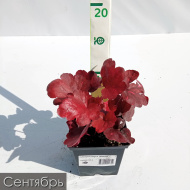 Гейхера Гэлакси (Galaxy)