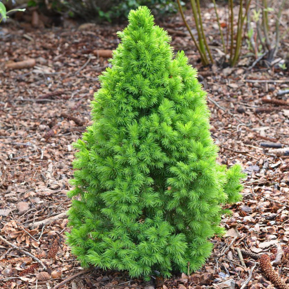 Ель Коника (Conica) купить с доставкой