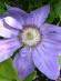 Клематис Николай Коперник (Mikolaj Kopernik) купить с доставкой