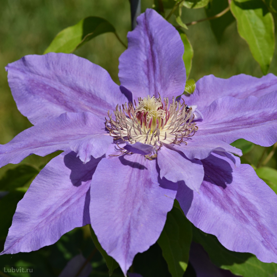 Купить Клематисы В Спб В Питомнике