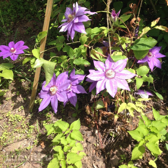 Клематис Николай Коперник (Mikolaj Kopernik) купить с доставкой