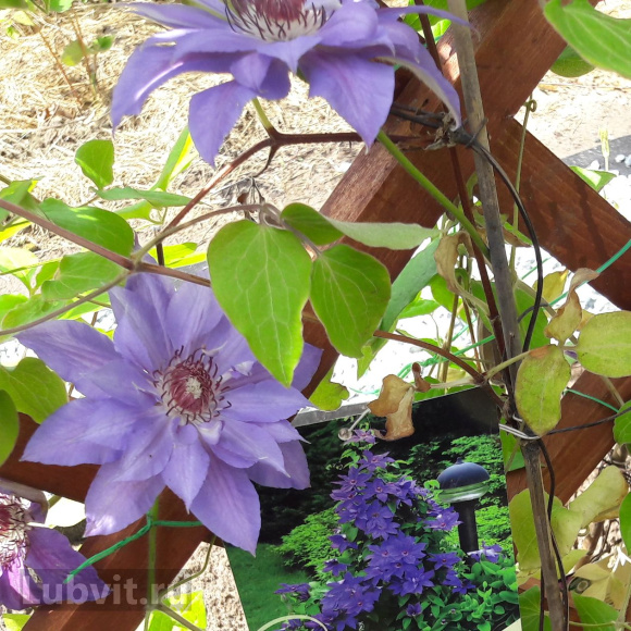 Клематис Николай Коперник (Mikolaj Kopernik) купить с доставкой