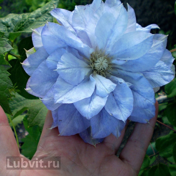 Клематис Мазури (Mazury) купить с доставкой