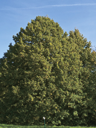 Липа Крупнолистная