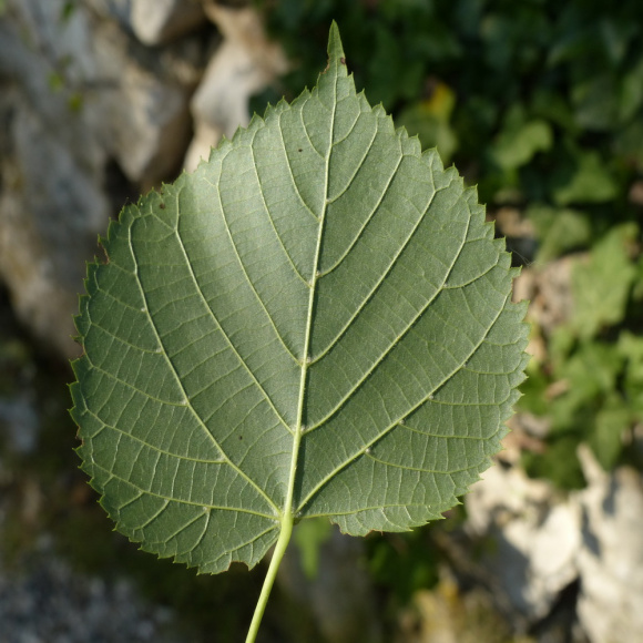 Липа Крупнолистная купить с доставкой Липа Крупнолистная купить с доставкой