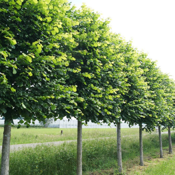 Липа Крупнолистная купить с доставкой Липа Крупнолистная купить с доставкой