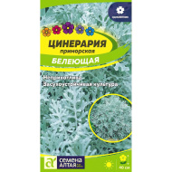 Цинерария Белеющая [Семена алтая]