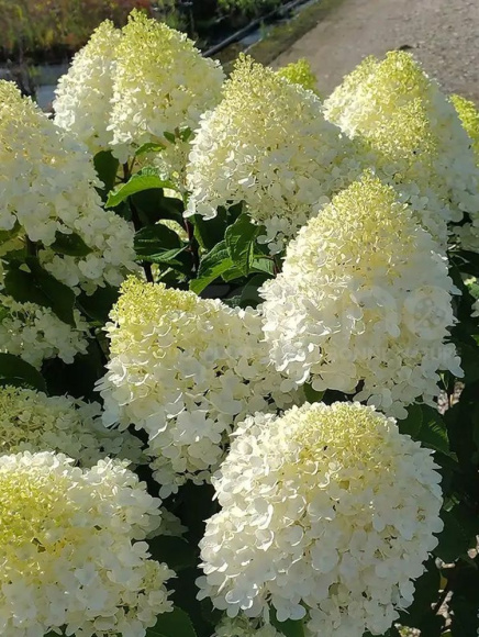 Гортензия Шугар Раш (Sugar Rush) метельчатая купить с доставкой