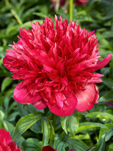 Пион Мени Хеппи Ретернс (Many Happy Returns) купить с доставкой