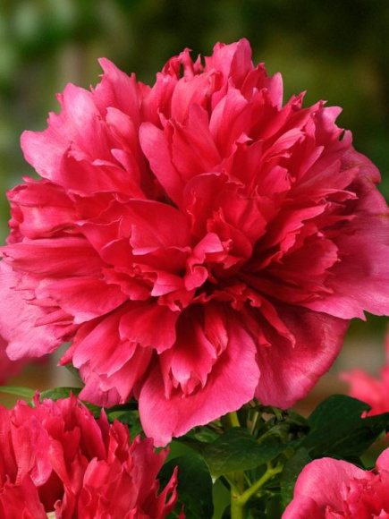 Пион Мени Хеппи Ретернс (Many Happy Returns) купить с доставкой