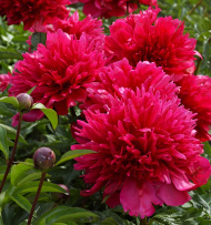 Пион Мени Хеппи Ретернс (Many Happy Returns) Пион Мени Хеппи Ретернс (Many Happy Returns)