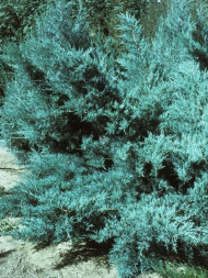 Можжевельник средний Пфитцериана (Pfitzeriana Glauca)