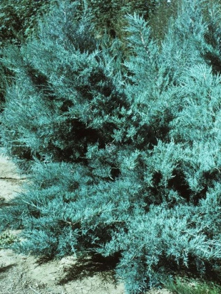 Можжевельник средний Пфитцериана (Pfitzeriana Glauca)