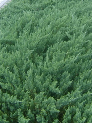 Можжевельник Даурский (Davurica)