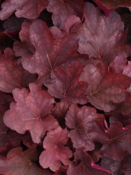 Гейхера Карнивал Бургунди Бласт (Carnival Burgundy Blast) Гейхера Карнивал Бургунди Бласт (Carnival Burgundy Blast)