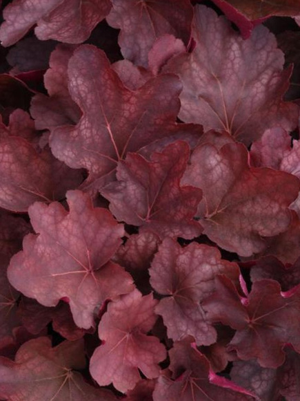 Гейхера Карнивал Бургунди Бласт (Carnival Burgundy Blast) купить с доставкой