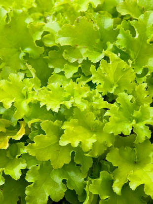 Гейхера Лайм Мармелад (Lime Marmalade)