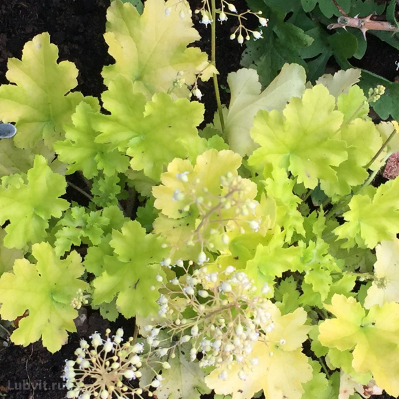 Гейхера Лайм Мармелад (Lime Marmalade) купить с доставкой