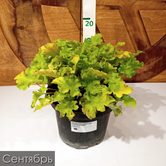 Гейхера Лайм Мармелад (Lime Marmalade) купить с доставкой