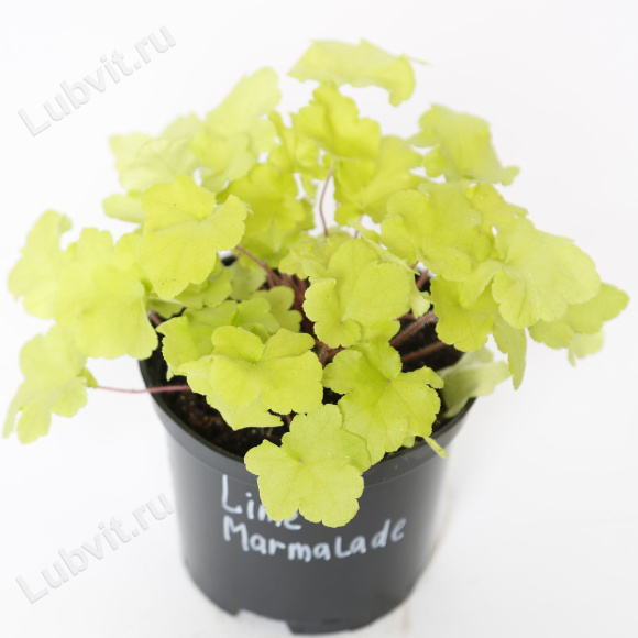 Гейхера Лайм Мармелад (Lime Marmalade) купить с доставкой