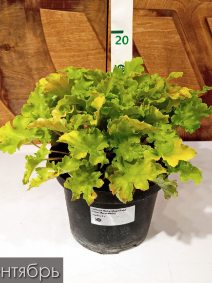 Гейхера Лайм Мармелад (Lime Marmalade) купить с доставкой