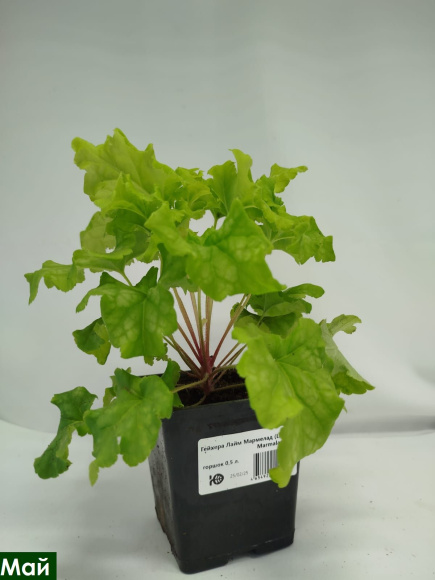 Гейхера Лайм Мармелад (Lime Marmalade) купить с доставкой