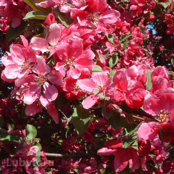 Яблоня Плакучая Краснолистная купить с доставкой