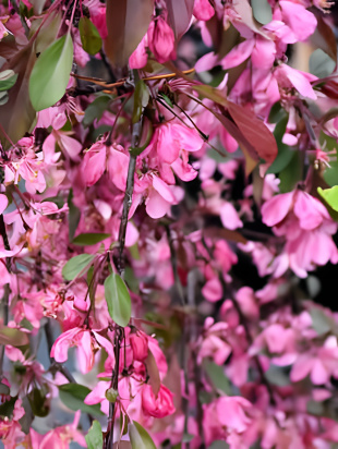 Яблоня Плакучая Краснолистная