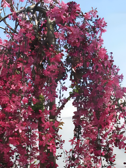 Яблоня Плакучая Краснолистная купить с доставкой