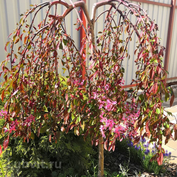 Яблоня Плакучая Краснолистная купить с доставкой