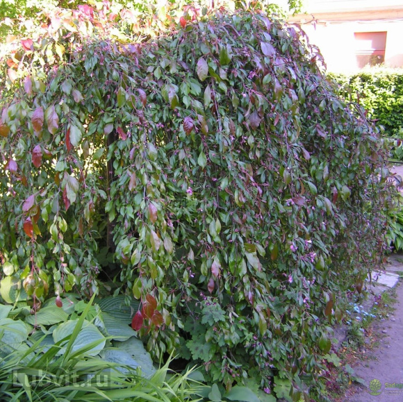 Яблоня Плакучая Краснолистная купить с доставкой