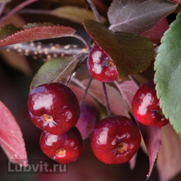 Яблоня Плакучая Краснолистная купить с доставкой