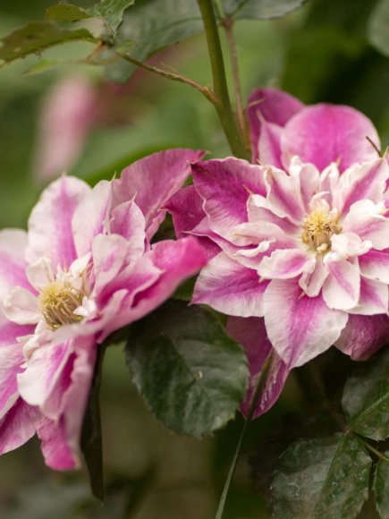 Клематис Май Дарлинг (My Darling) купить с доставкой