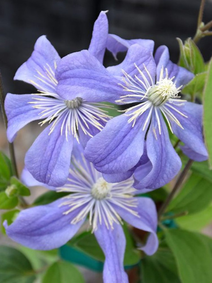 Клематис Арабелла (Arabella) купить с доставкой