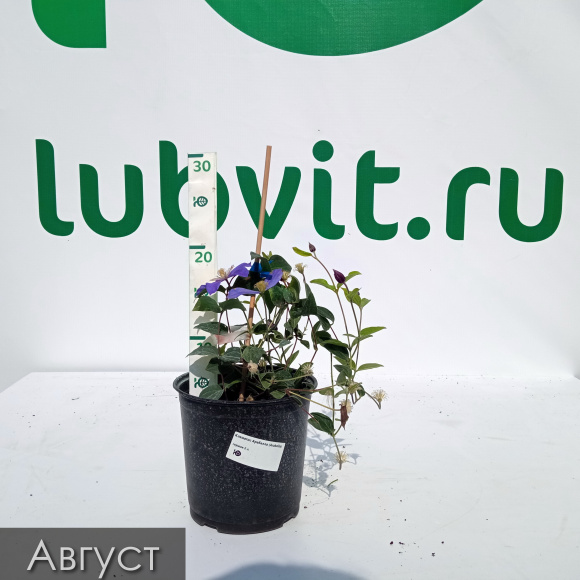 Клематис Арабелла (Arabella) купить с доставкой Клематис Арабелла (Arabella) купить с доставкой