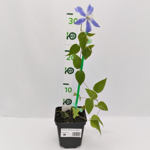 Клематис Арабелла (Arabella)