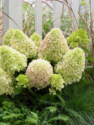 Гортензия Литл Фреско (Little Fresco) метельчатая