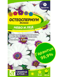 Остеоспермум Небо и Лед [Семена алтая]