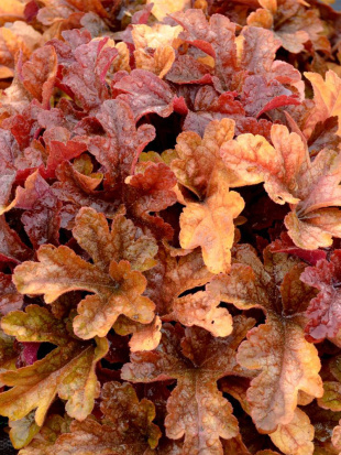 Гейхера Баттерид Ром (Buttered Rum)