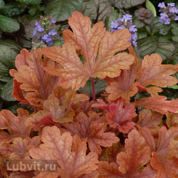 Гейхера Баттерид Ром (Buttered Rum) купить с доставкой Гейхера Баттерид Ром (Buttered Rum) купить с доставкой
