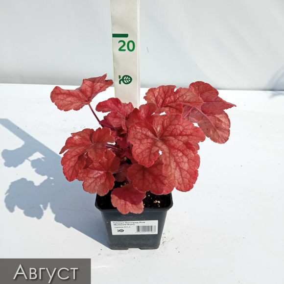 Гейхера Баттерид Ром (Buttered Rum) купить с доставкой Гейхера Баттерид Ром (Buttered Rum) купить с доставкой