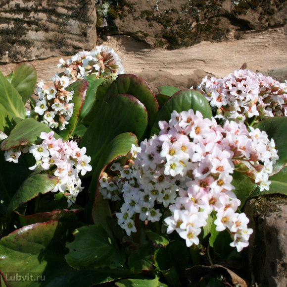 Бадан Брессингем Вайт (Bressingham White) купить с доставкой
