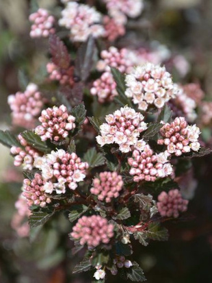 Пузыреплодник Литл Девил (Little Devil)